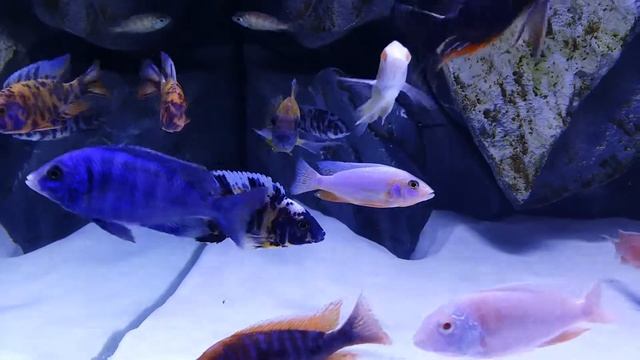 Aulonocara yellow ob new adition to the tank just put him in смотреть онлайн