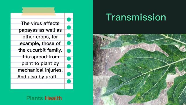 Papaya Mosaic Virus | Symptoms | Transmission | Control