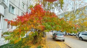 "Быстротечность времени“ рябина у дома Съёмка начата Олегом 28 августа и закончена 2 ноября 2024 г.