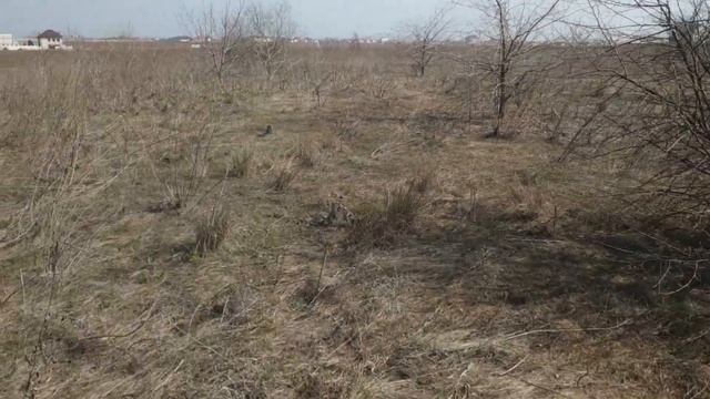 Hungarian Vizsla Bruсe to have made training pointing the bird! Секундирование и стойки по куропатк смотреть онлайн