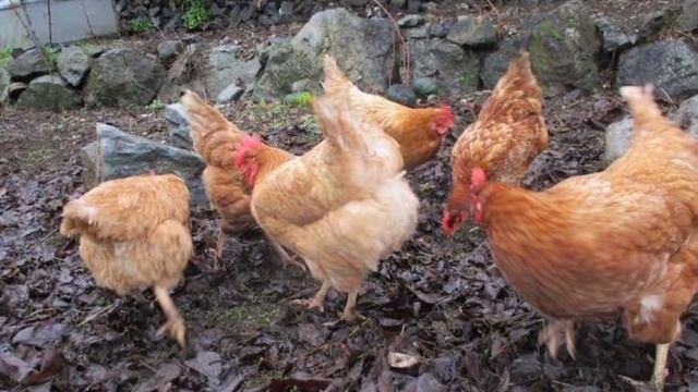 Hyline Chicken - Everything You Need To Know смотреть онлайн