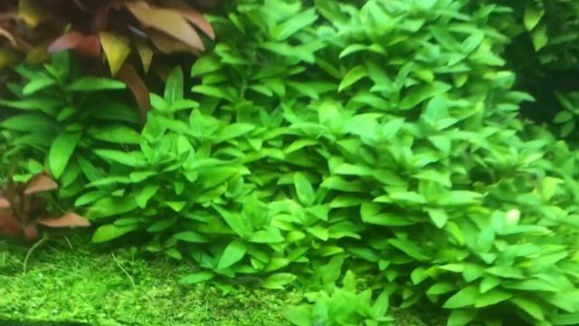 BEST アクアリウム　2020年10月27日 смотреть онлайн