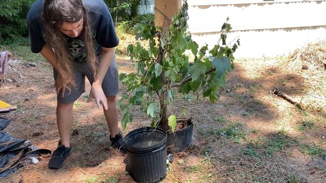 Bonsai Field Growing Techniques Ep1 Part 1 [now in 4k] смотреть онлайн