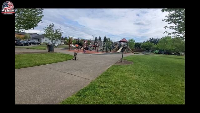 Skyla | 1yr Mini Golden Aussiedoodle | Best Trained Dogs of OR | Portland OffLeash K9 Training смотреть онлайн