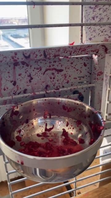 Жако Мидж: Сижу себе, весь такой чистенький…😊 #жако #попугай #говорящийпопугай #parrot #africangrey смотреть онлайн