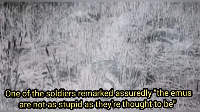 The Great Emu War (1932) Explained Through Rap