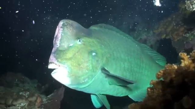 Diving Tulamben is more than just the Wreck of Liberty Bell~ by eddiebckhoo смотреть онлайн