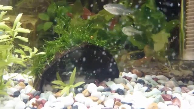 Guppys, coridoras, platty y colisa смотреть онлайн