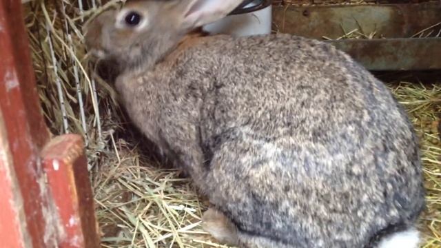 soon will be mather rabbit смотреть онлайн