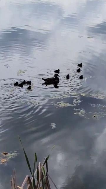 Mamma duck keeping an eye on all her duckling #nature #ducks #nature #wildlife #beautiful #fun #bir смотреть онлайн
