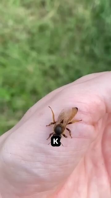 Как медоносные пчёлы защищают улей от шершня_ 🐝🍯 смотреть онлайн
