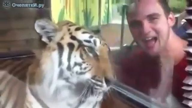 Передразнили тигра смотреть онлайн