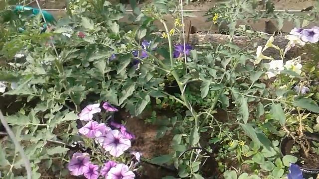 Новости:хорошие и плохие-всего хватает!Деревенские будни!