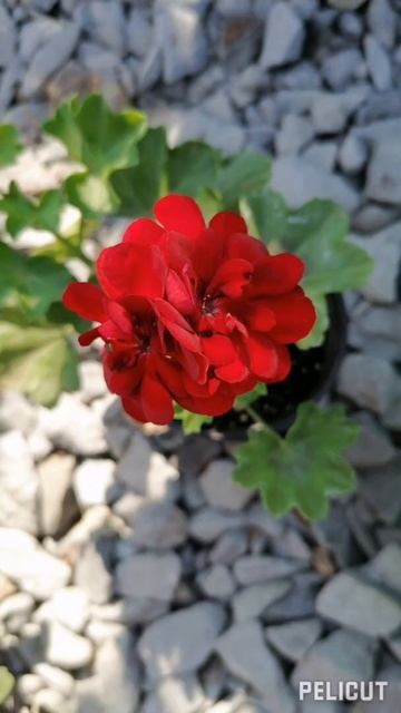 Пеларгонии. Часть 1. смотреть онлайн