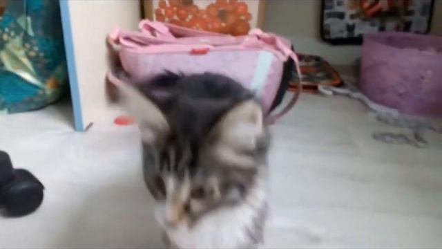 меме // Морская Черепашка // #Кошечка Булочка ^._.^ смотреть онлайн