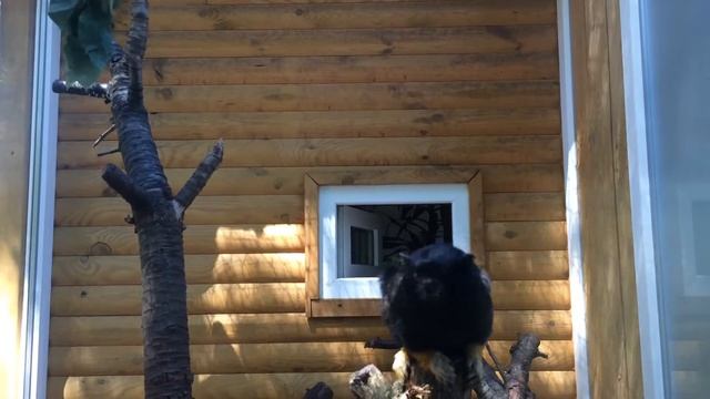 Чернорукий гиббон смотреть онлайн