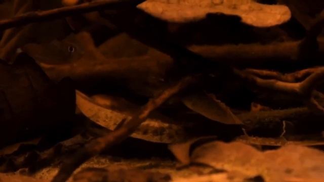 Neon Innesa / Neon Czerwony.