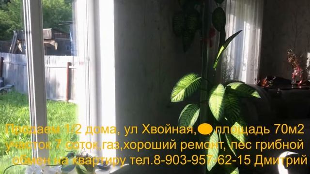 Хвойная смотреть онлайн