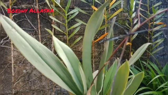 Oncydium Lanceanum Orchid