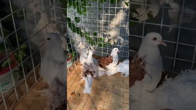 Голуби кучерявые +380983011116вайбер смотреть онлайн