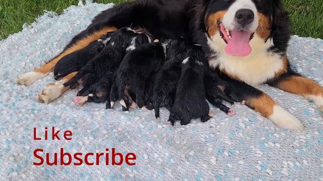 Mini Bernese Mountain Dog смотреть онлайн