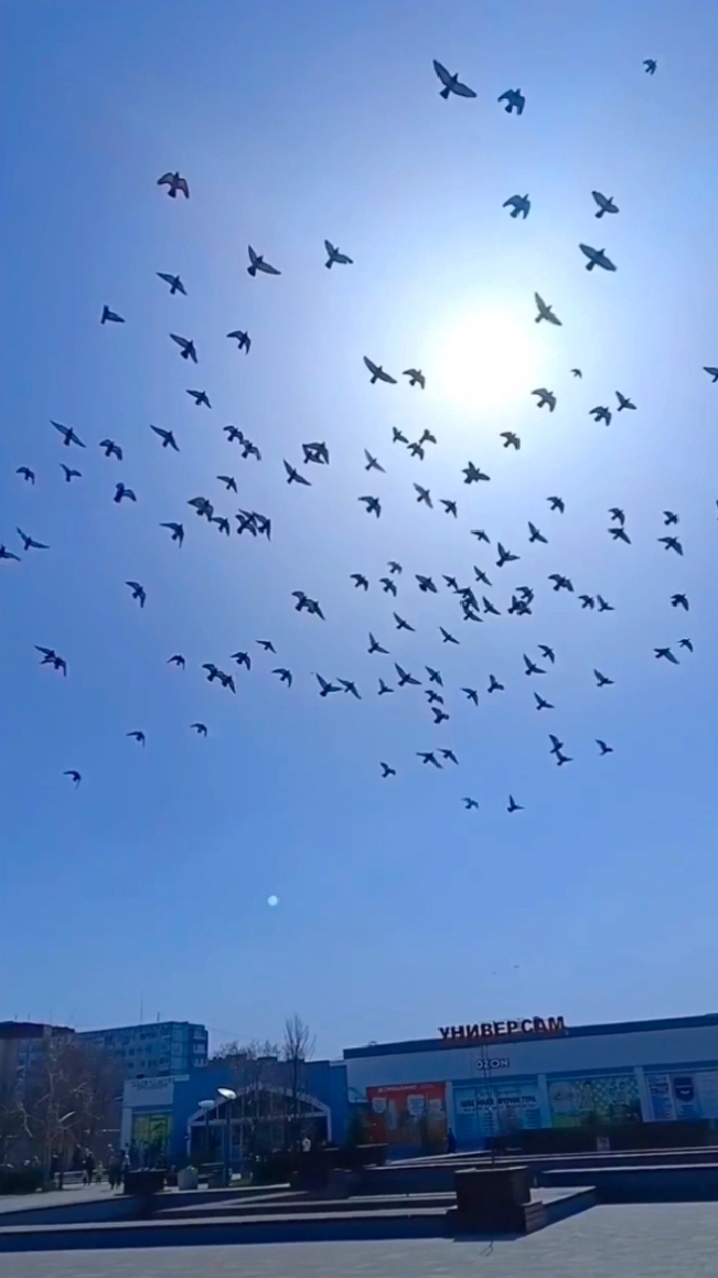 Утро доброе!🔸Птички, машины, люди, трамваи🔸 смотреть онлайн