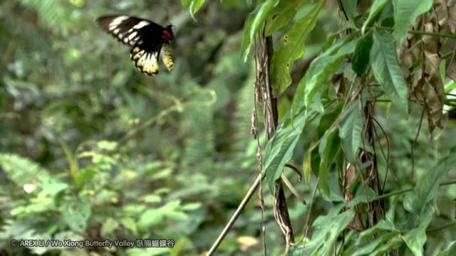 Troides (Ornithoptera) Priamus