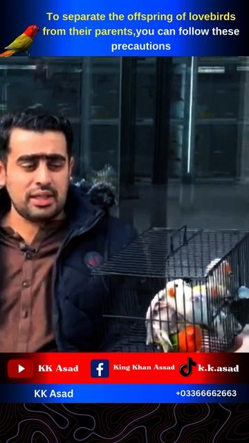 Separating Lovebird Babies from Parents: Precautions and Guidelines🕊 смотреть онлайн