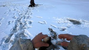 Закрытие зимнего сезона 2024 - 2025  Дикие окуни таёжного озера  ( продолжение )