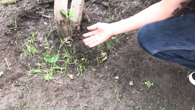 Loquat FOREST in Los Angeles! смотреть онлайн