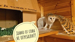 Первый день совы сипухи Пухни у нас в гостях. Сычи скандалят в совешне