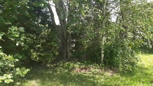 Ива ИЗВИЛИСТАЯ!!! ВСЁ о ней!!! Часть 3.