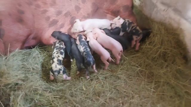 с двумя опоросами я не справился