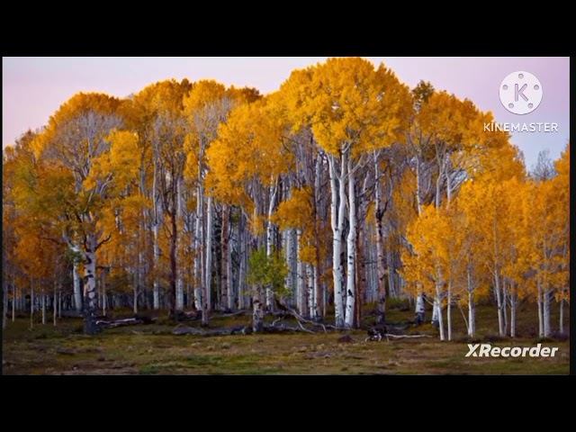 мы родились в сибири//плохая примета//обзор канала смотреть онлайн