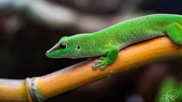 Phelsuma Grandis (Giant day Geckos) смотреть онлайн