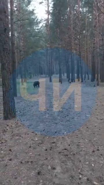 В челнинском парке «Прибрежный» продолжает разгуливать кабан смотреть онлайн