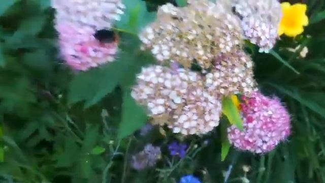 мохнатый шмель у подъезда) смотреть онлайн