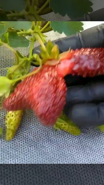 Чудо🍓🍓🍓😲😲#садоводы#квіти#клубника#дом#украина#огород смотреть онлайн
