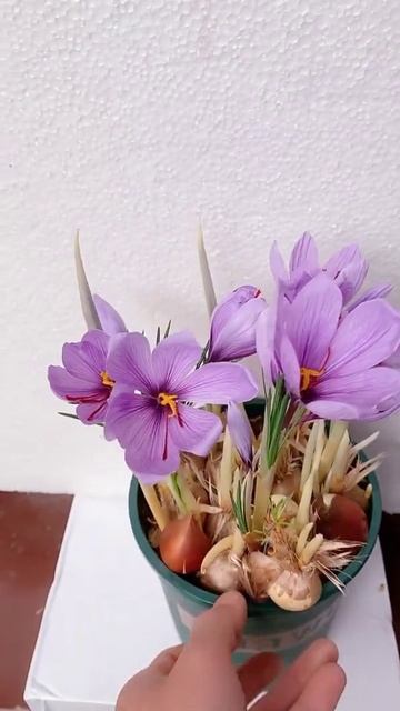 grow flowers and plants quickly / how to grow flower from seed #Shorts #Short #Growing_flowers смотреть онлайн