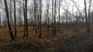 За дровами на тракторе BELARUS ЮМЗ-6