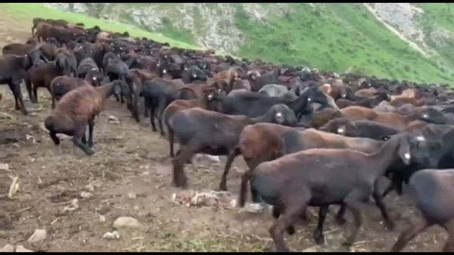 Гиссарские овцы и ягняты на летном пастбище Ф/Х 