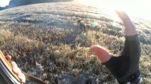 Охота на перепела в сентябре со спаниелем