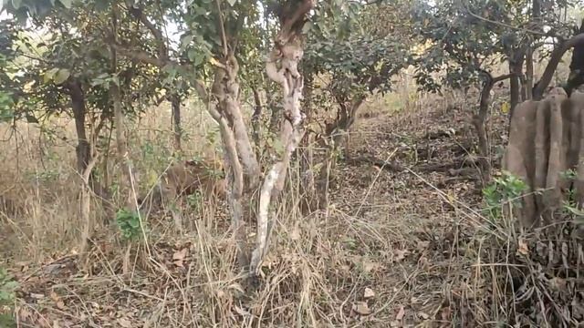 Safari in Rajaji National Park - Go Himalayas смотреть онлайн
