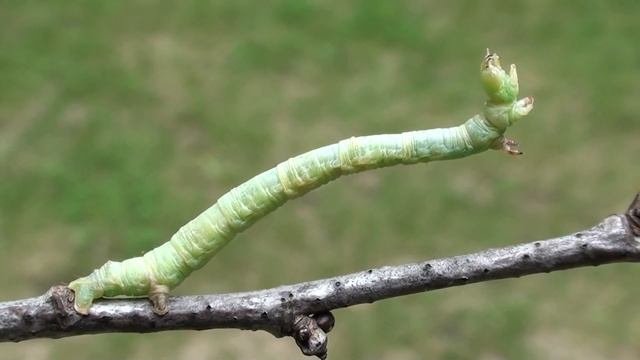 Elm Spanworm Moth Caterpillar (Geometridae: Ennomos subsignaria) on Twig смотреть онлайн