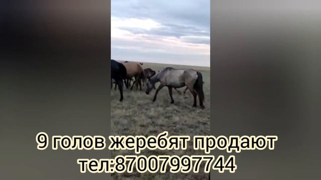 9 бас жабағы сатады... смотреть онлайн