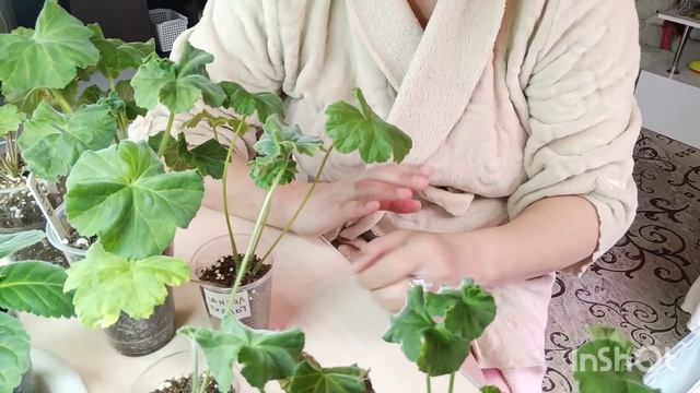 смотрим как укоренились Пеларгонии 😊🍒😍#ПЕЛАРГОНИИ #корнипеларгонии #ПЕЛАРГОНИСТКА смотреть онлайн