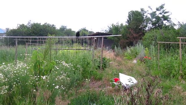 Когда Гоша не очень хочет кушать смотреть онлайн