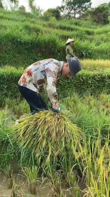 Gặt lúa ở nông thôn / rice harvest in the countryside смотреть онлайн