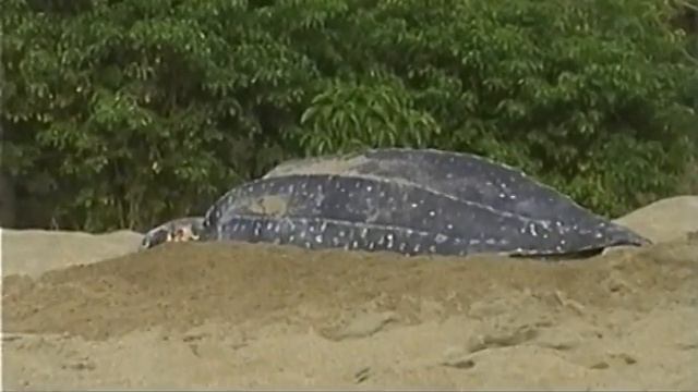 Tobago - Lederschildkröte bei der Eiablage смотреть онлайн