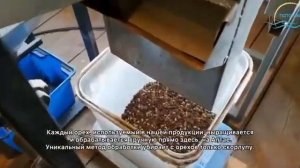 Видео с производства кедровых орехов и масла на Алтае